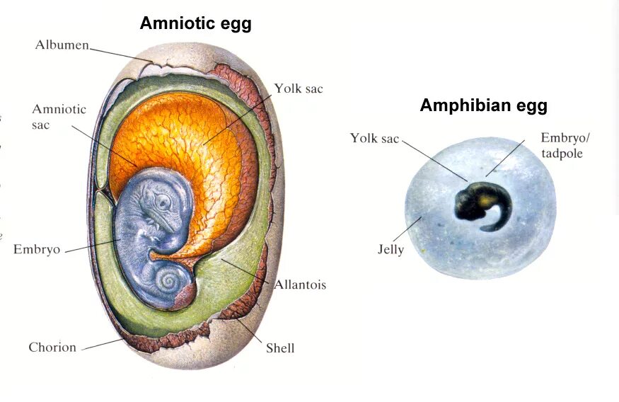 Анамнии строение яйца. Строение яйца амниот. Амнионы и амниоты. Строение яйца аллантоис.