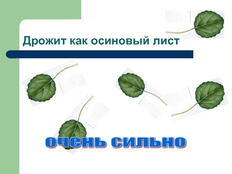 Как осиновый лист значение фразеологизма. Дрожит как осиновый лист. Дрожать как лист. У Нины лист осины схема предложения. Лист осины Тип листа.