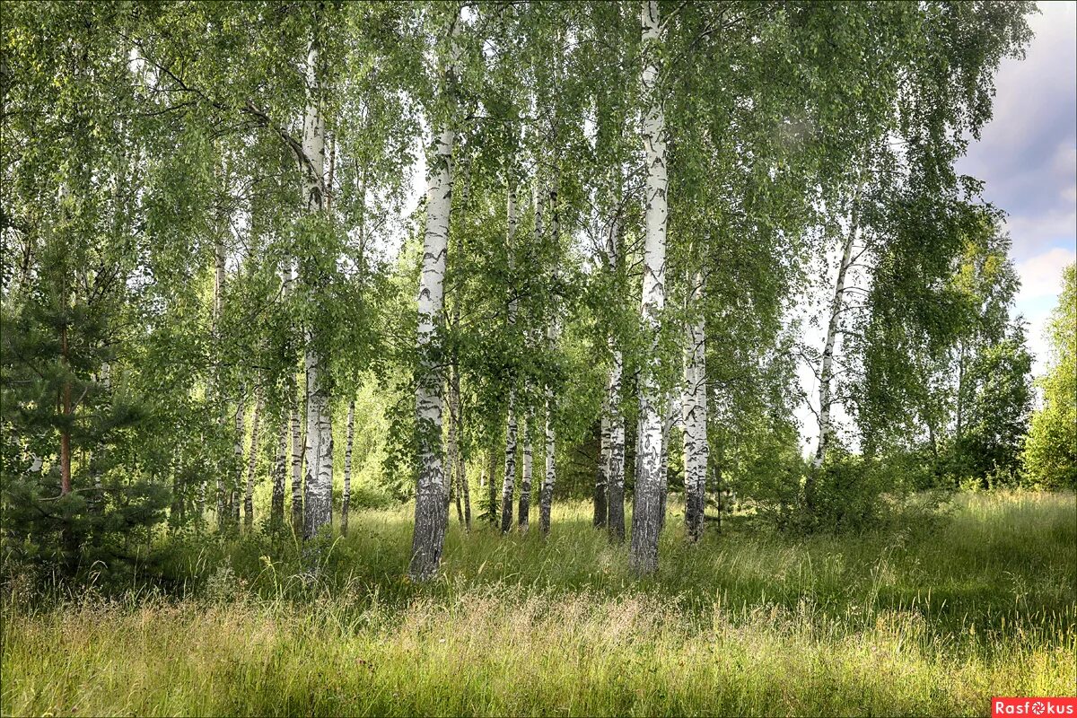 Родные перелески. Дубна Березовая роща. Березовый перелесок. Березовые перелески лесостепь России. Захарьино деревня Берёзовая роща.