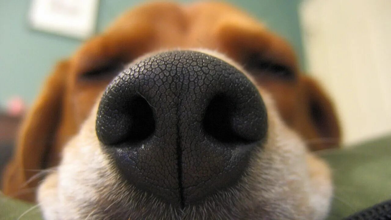 Собачий нос. Отпечаток носа собаки. Обоняние животных. Чутье собаки