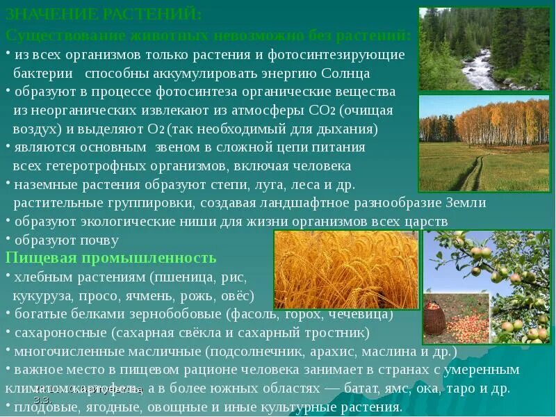 Сообщение по биологии значение растений. Роль зеленых растений в обеспечении энергией живых организмов. растения для экономики. значение растений для экономики. роль зеленых растений на планете.