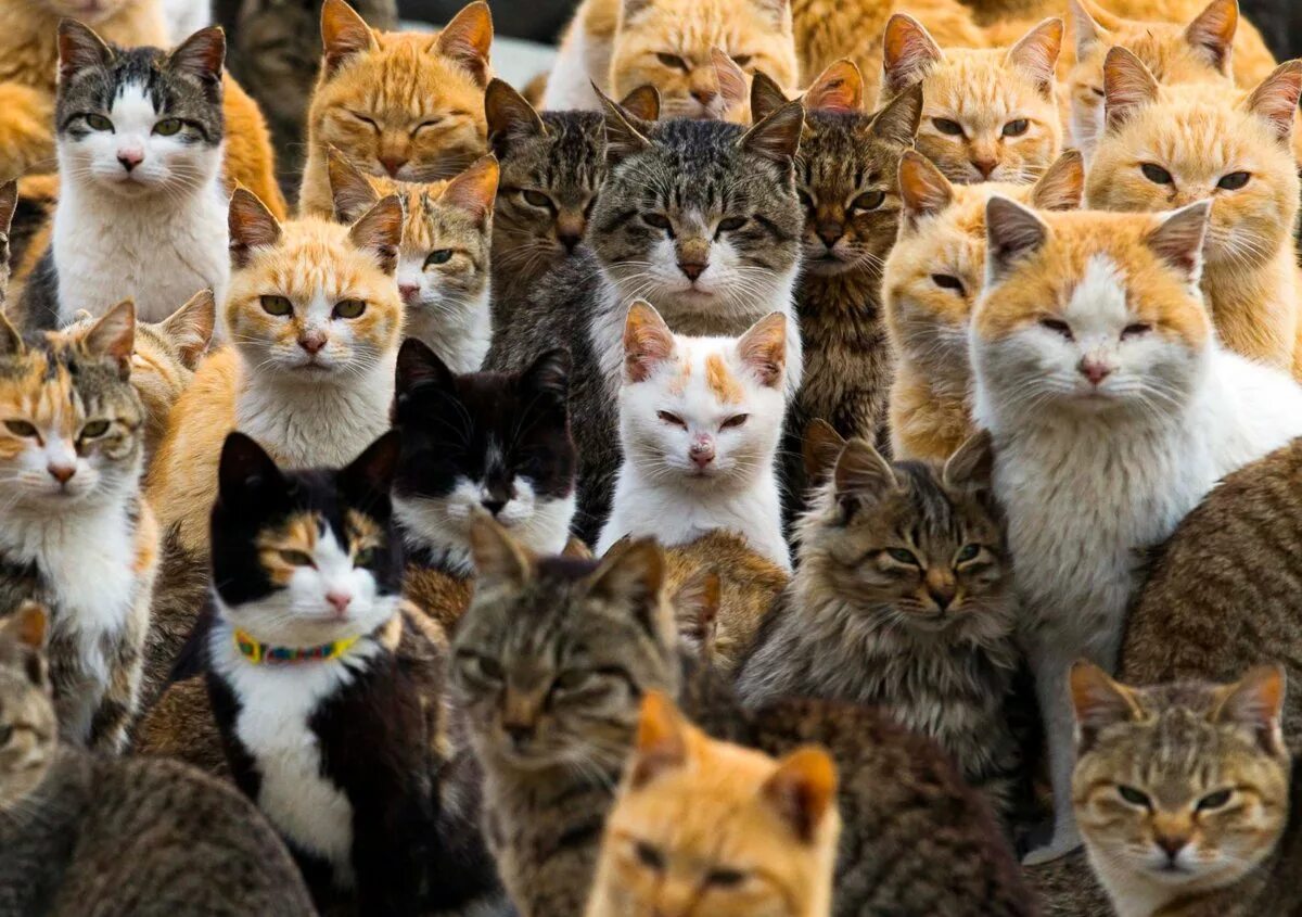 Котова кошка. Коты. Куча кошек. Много котов. Мир кошек.