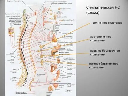 Невралгия солнечного сплетения