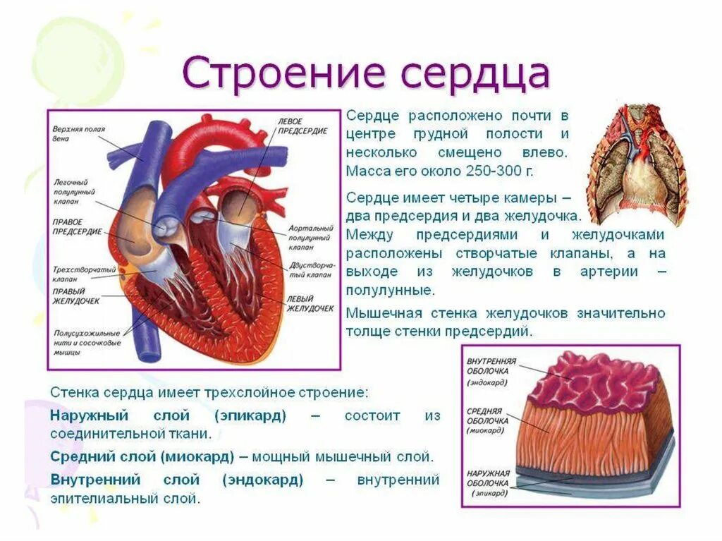 Строение сердца название строение функция. Строение сердца человека 8 класс кратко. Строение сердца структуры и из функции. Строение стенки желудочка сердца. Характеристика правого предсердия