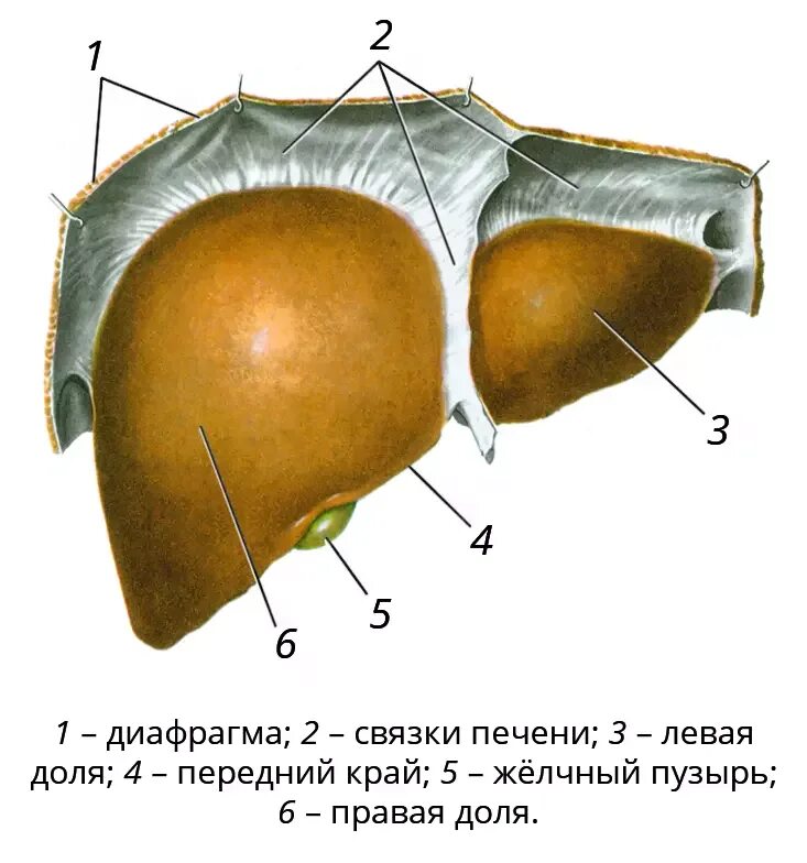 Печень части органа. Серповидная связка печени анатомия. Диафрагмальная поверхность печени анатомия. Венечная связка печени анатомия. Вдавления печени анатомия.