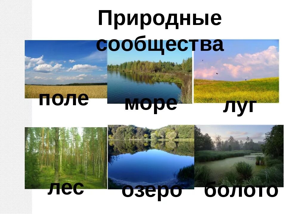 Что такое природное сообщество