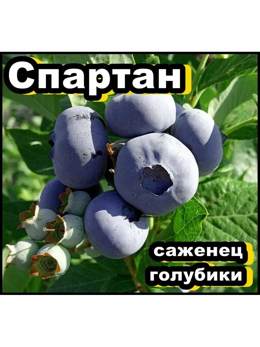 Купить Голубика "Река" с доставкой по Минску и Беларуси Zelensad