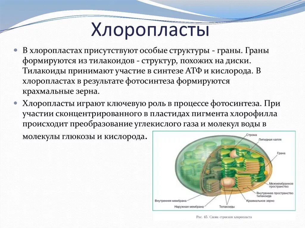 Признаками хлоропластов являются