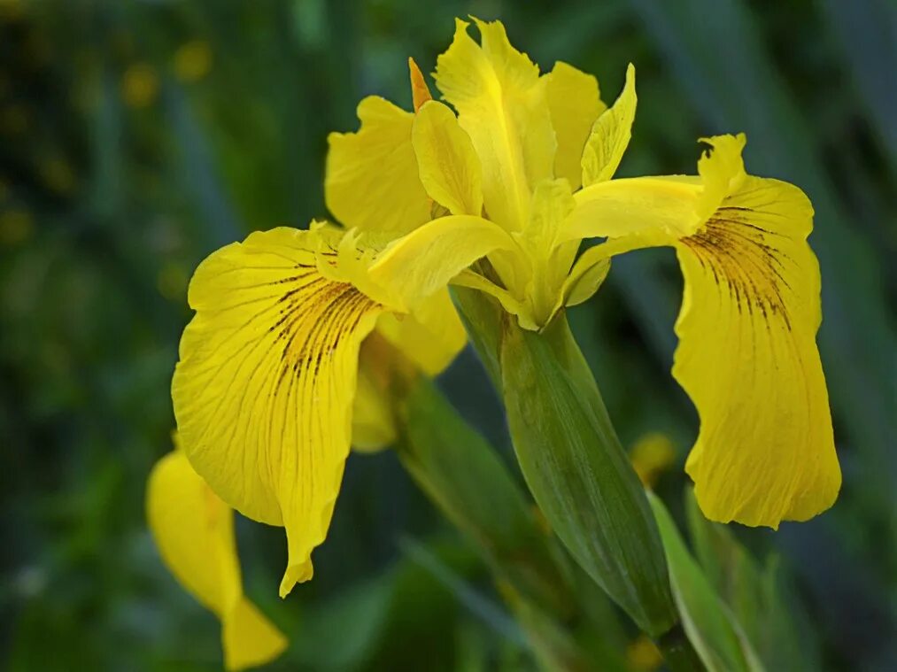 Ирис болотный фото. Ирис ложноаировый, желтый. Ирис ложноаировый Iris pseudacorus. Ирис Касатик желтый. Ирис болотный желтый.