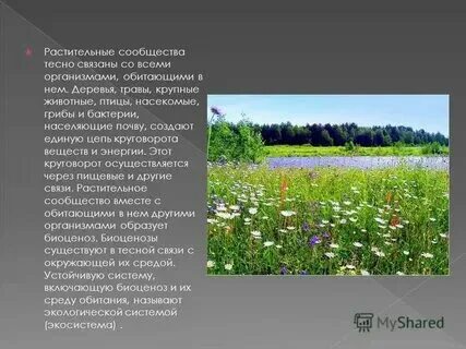 Растительные сообщества 7 класс биология рабочий лист. Растительные сообщества 7 класс биология рабочий лист