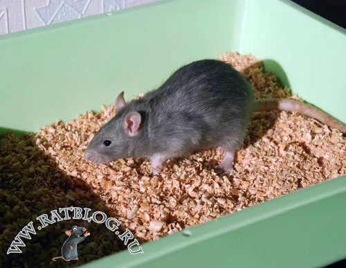 Хомяк древесная гранула. Наполнитель для крысы в клетку. Можно ли крысам опилки. Крысы в стружке. Можно ли крысам опилки.