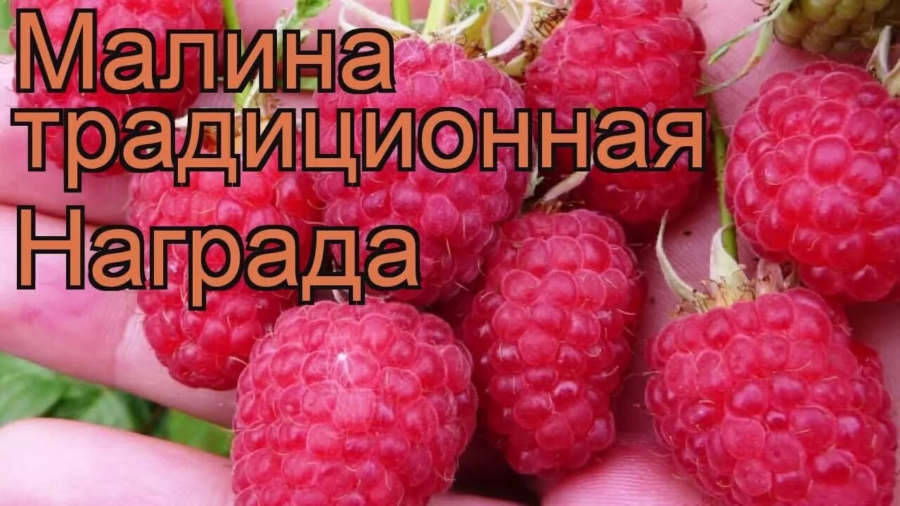 Малина награда. Сорт малины награда. Высокоурожайные сорта малины. Малина награда описание. Традиционные сорта малины.