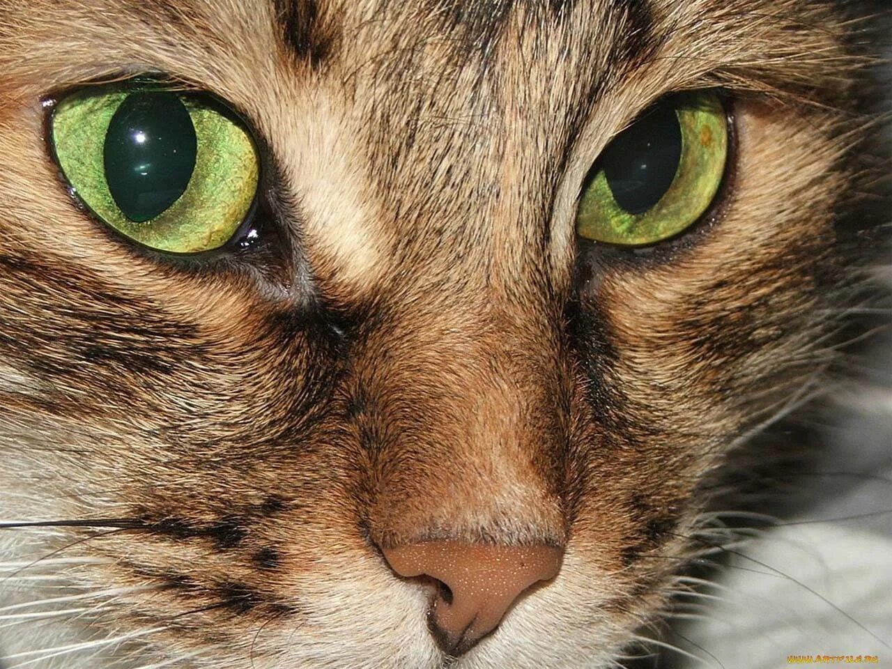 Глазки кошечки. Кошка с зелеными глазами. Кошачий глаз зеленый. Глаза кошки. Коричневая кошка с зелеными глазами.