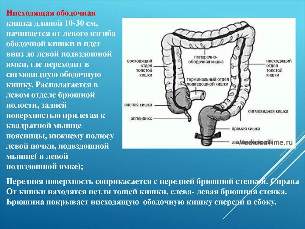 Каким номером на рисунке обозначена прямая кишка. Восходящий отдел поперечно-ободочной кишки. Слепая кишка и сигмовидная ободочная. Терминальный отдел подвздошной кишки анатомия. Строение ободочной кишки анатомия.