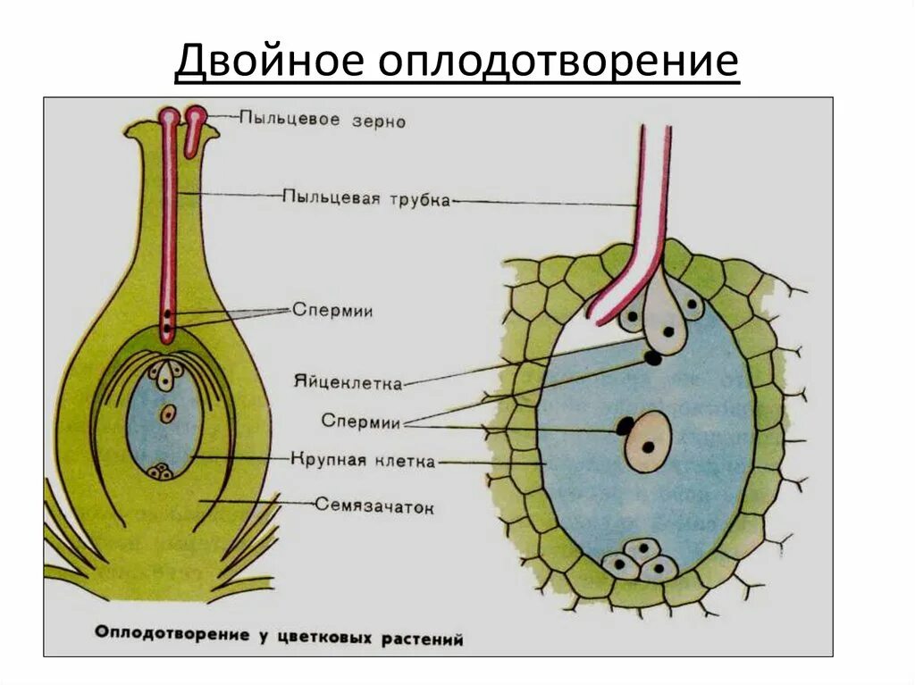 Процесс строение. Двойное оплодотворение у цветковых растений схема. оплодотворение покрытосеменных растений схема. схема двойного оплодотворения у растений. схема процесса двойного оплодотворения цветковых растений.