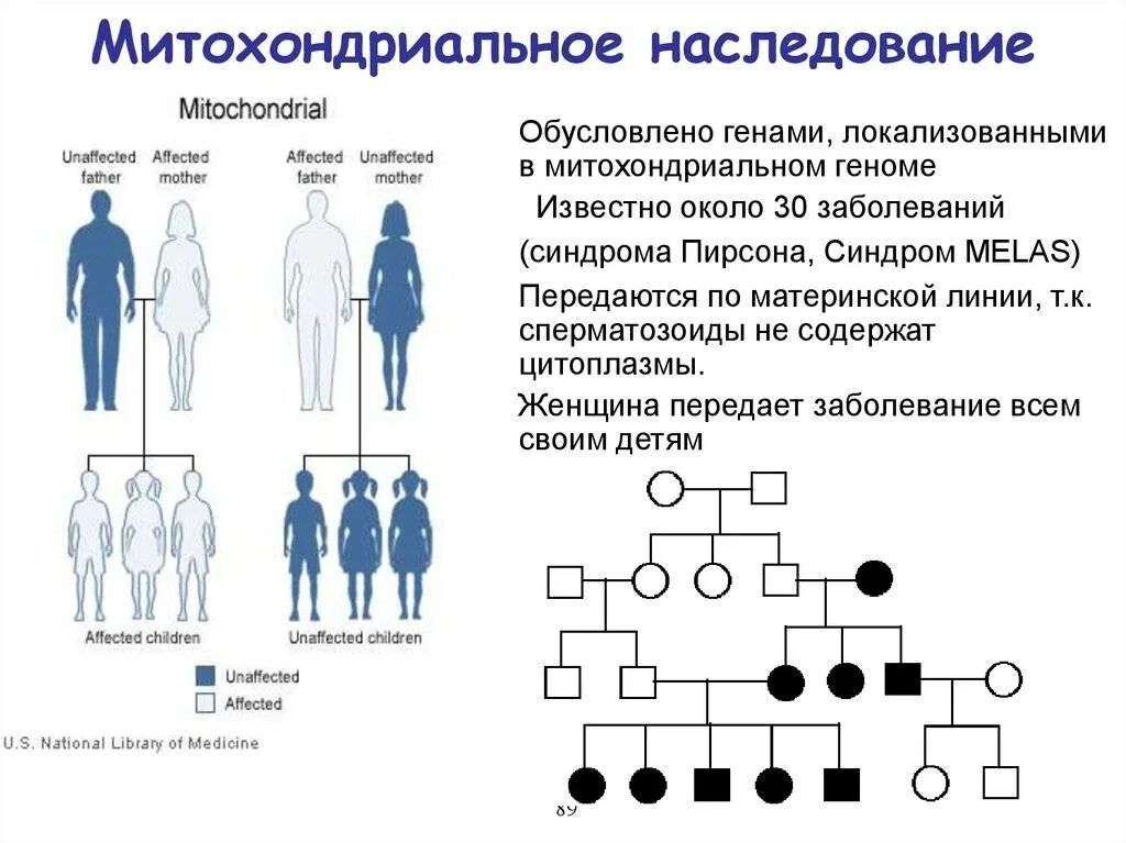 Митохондриальный Тип наследования болезни. Материнский Тип наследования митохондриальных заболеваний. Родословная с митохондриальным типом наследования. Митохондриальный Тип наследования генотип. Классическая гемофилия и дальтонизм