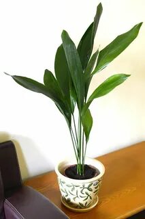 Iron plant