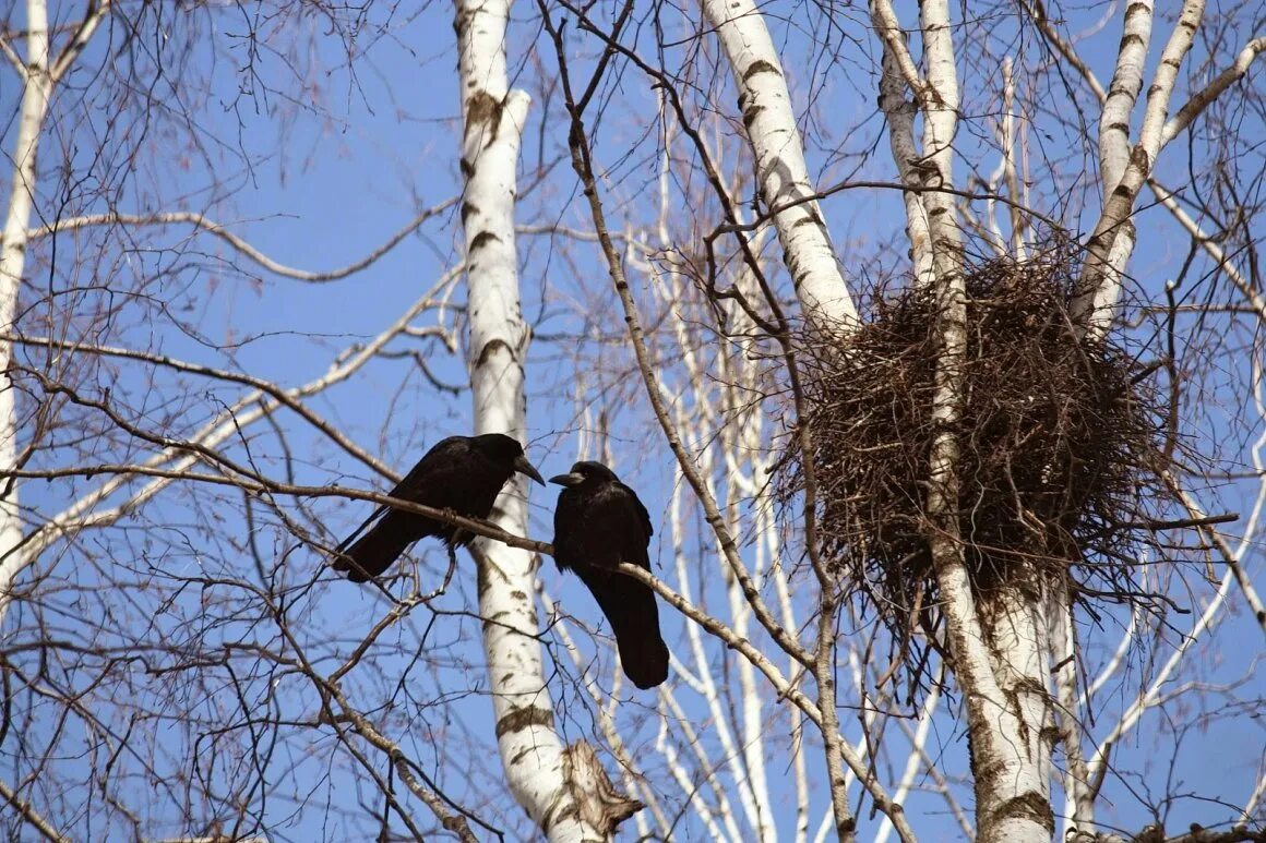 Самая первая птица весной. Прилет птиц весной Грач. Первые весенние птицы.