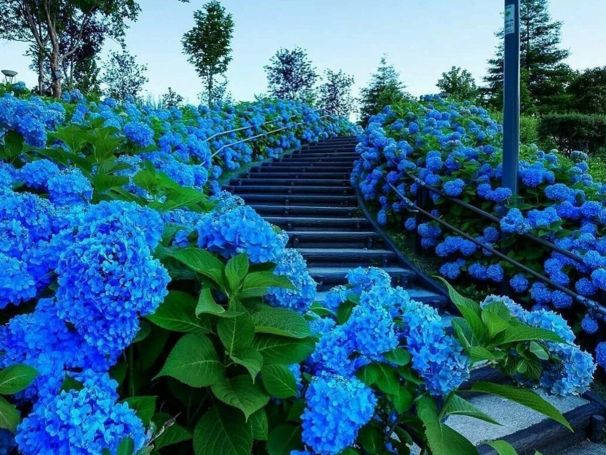 Голубой сад роз. Долина цветущих гортензий, Тайвань. Япония. Долина гортензий..