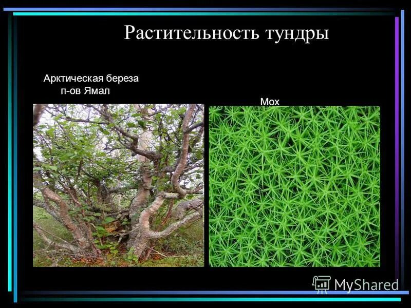 растительность тундровой зоны. растительный мир степи в россии. растительного тундры мхи. растения тундры презентация. растительный мир тундры.