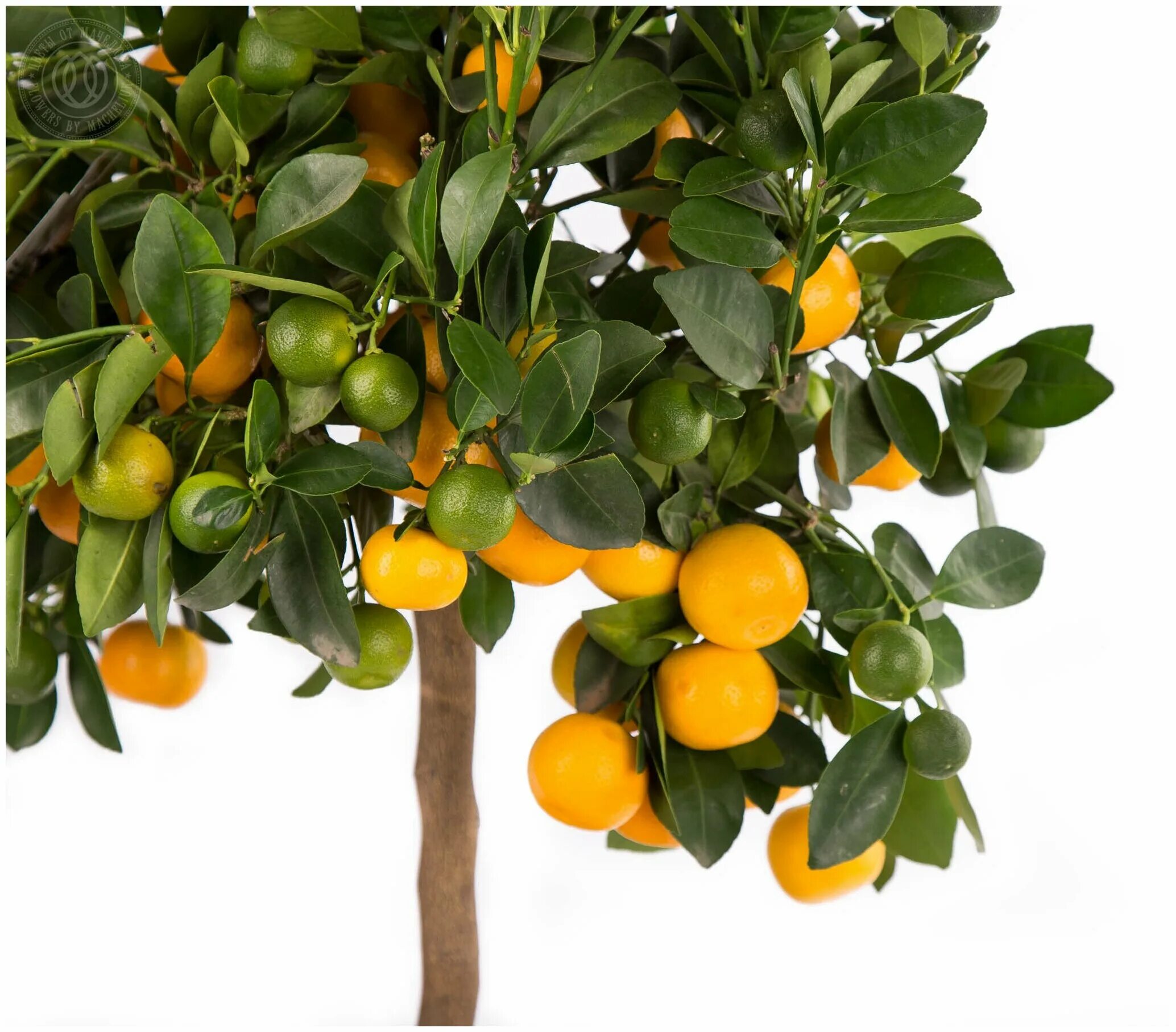 цитрофортунелла каламондин. мандарин уншиу. мандариновое дерево плоды. мандариновое дерево плоды. клементин мандарин дерево.