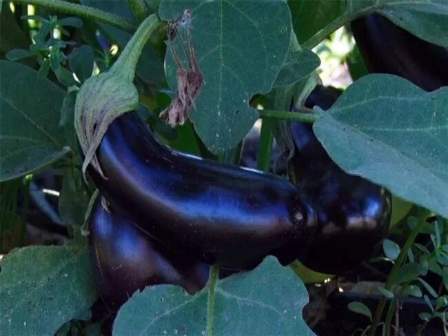 Баклажаны сорт фрегат. Баклажан мурмаш f1. Сорт баклажан универсальный. Баклажан фрегат. Баклажан фрегат.