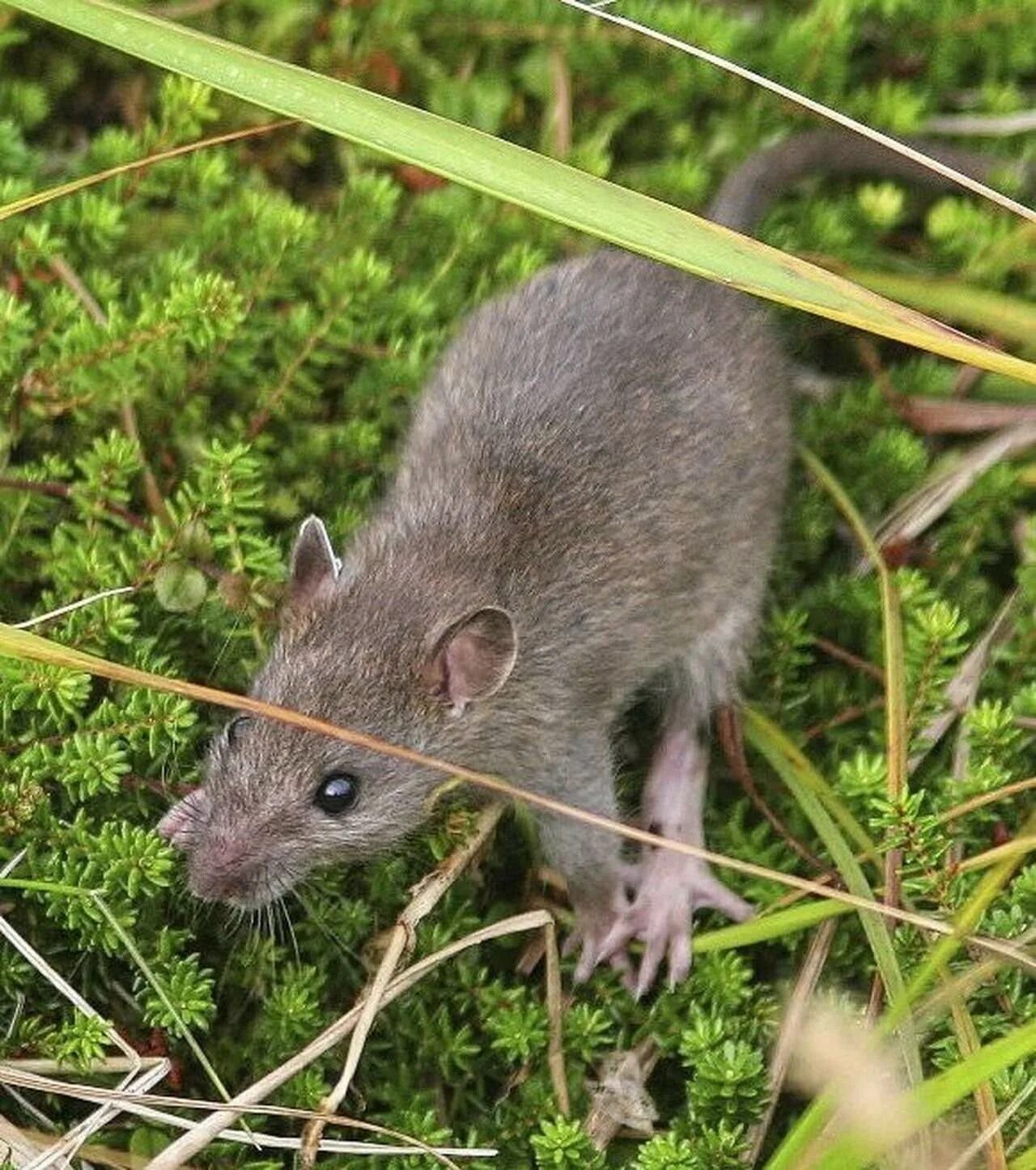 Земляная мышь. Собачка землеройка. Землеройная крыса. Земляная мышь. Земляная мышь.