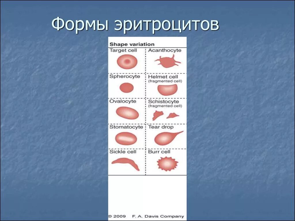 Изменение формы и окраски. Незрелые формы эритроцитов. Эритроциты состав форм, цвет,. Патология формы эритроцитов. Эритроциты форма и строение.