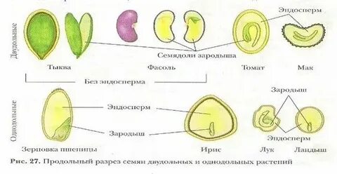 Однодольный зародыш признаки