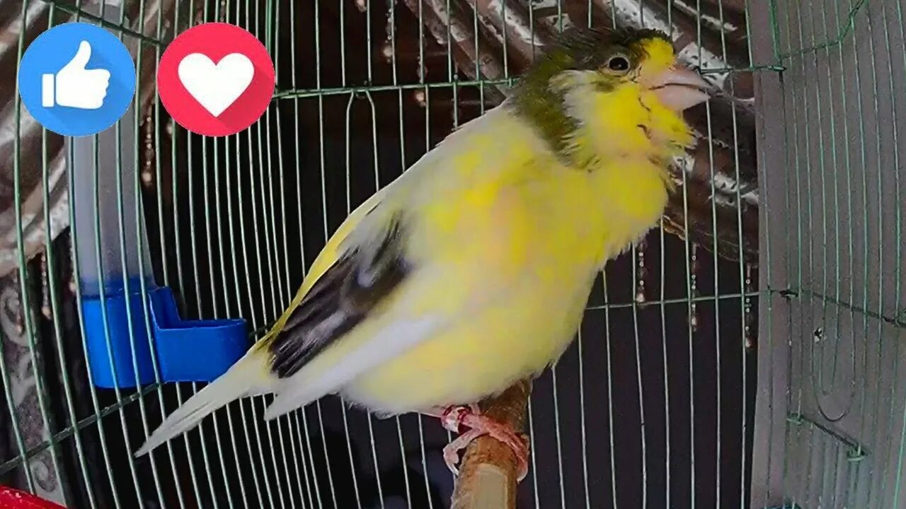 песня кенара для обучения молодых самцов слушать. канарейка овсяночного напева. песня кенара для обучения молодых самцов слушать. русская певчая канарейка овсяночного напева. пение кенара для обучения молодых самцов слушать урок первый.