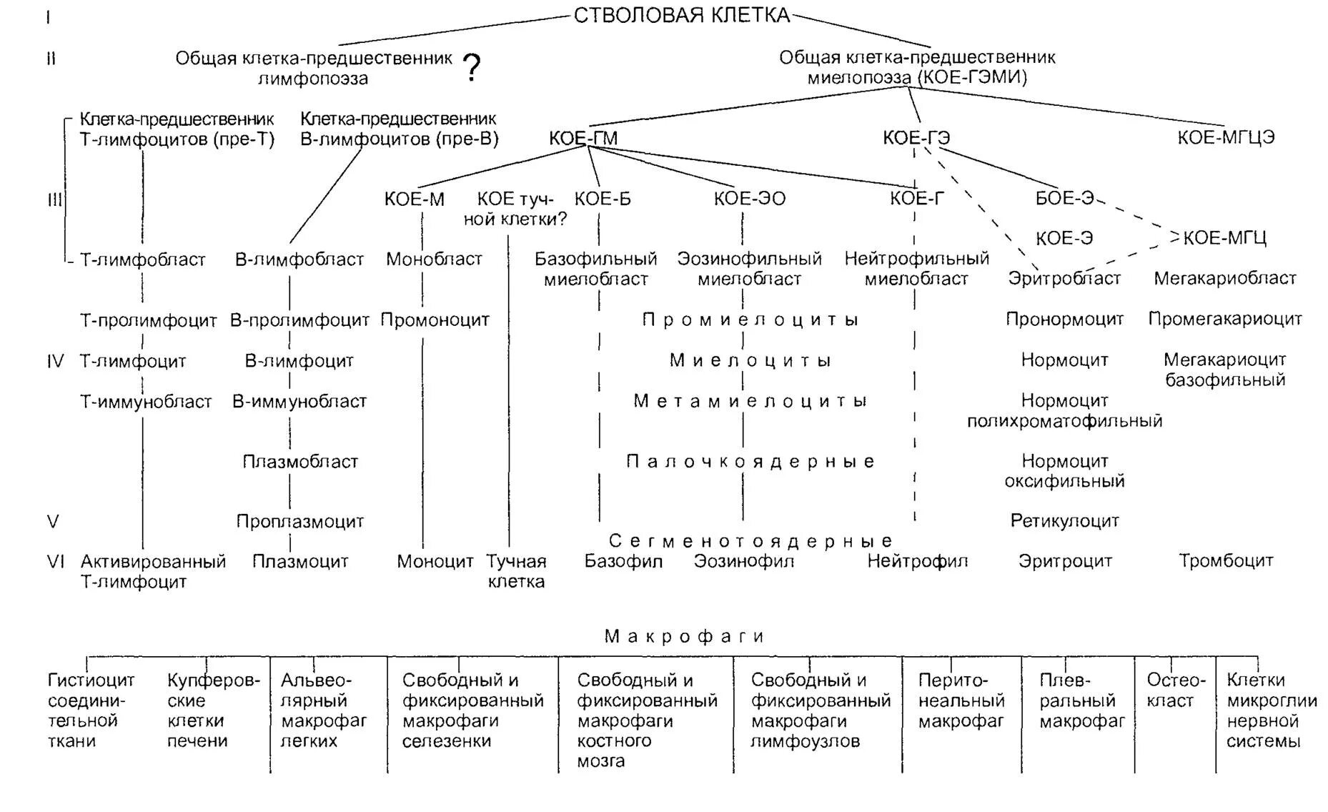 Клетки гемопоэза. Гемопоэз схема кроветворения. Кровь схема кроветворения по и.л Черткову а.и Воробьеву. Клетки крови схема кроветворения. Унитарная схема кроветворения.