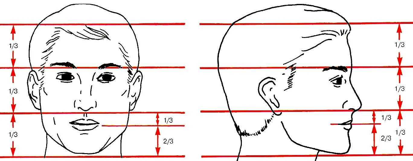 Длина лба. Вертикальные пропорции лица. Линии пропорции лица. Средняя высота лица. Высота средней трети лица.