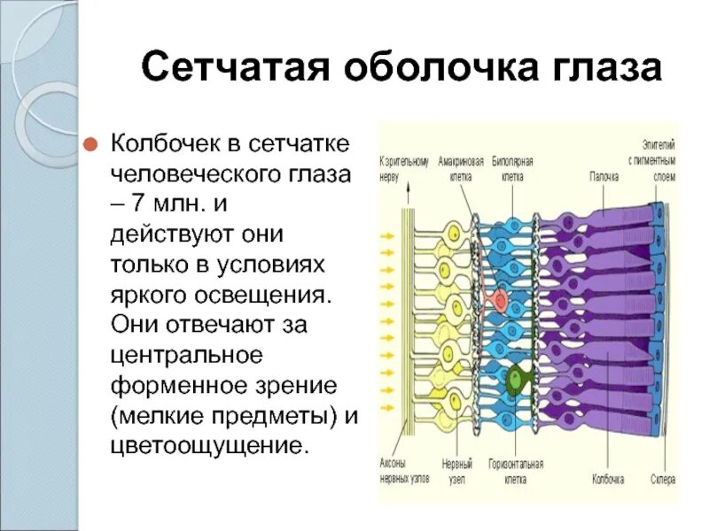 Колбочки сетчатки. Сетчатая оболочка глаза. Колбочки в сетчатке глаза. Строение колбочки сетчатки. Колбочки сетчатки находятся