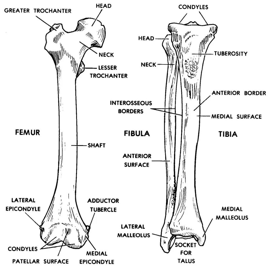 Кость где бедро. Большая берцовая кость анатомия человека. Большая берцовая и малая берцовая кость. Малая берцовая кость анатомия. Строение большеберцовой кости анатомия.
