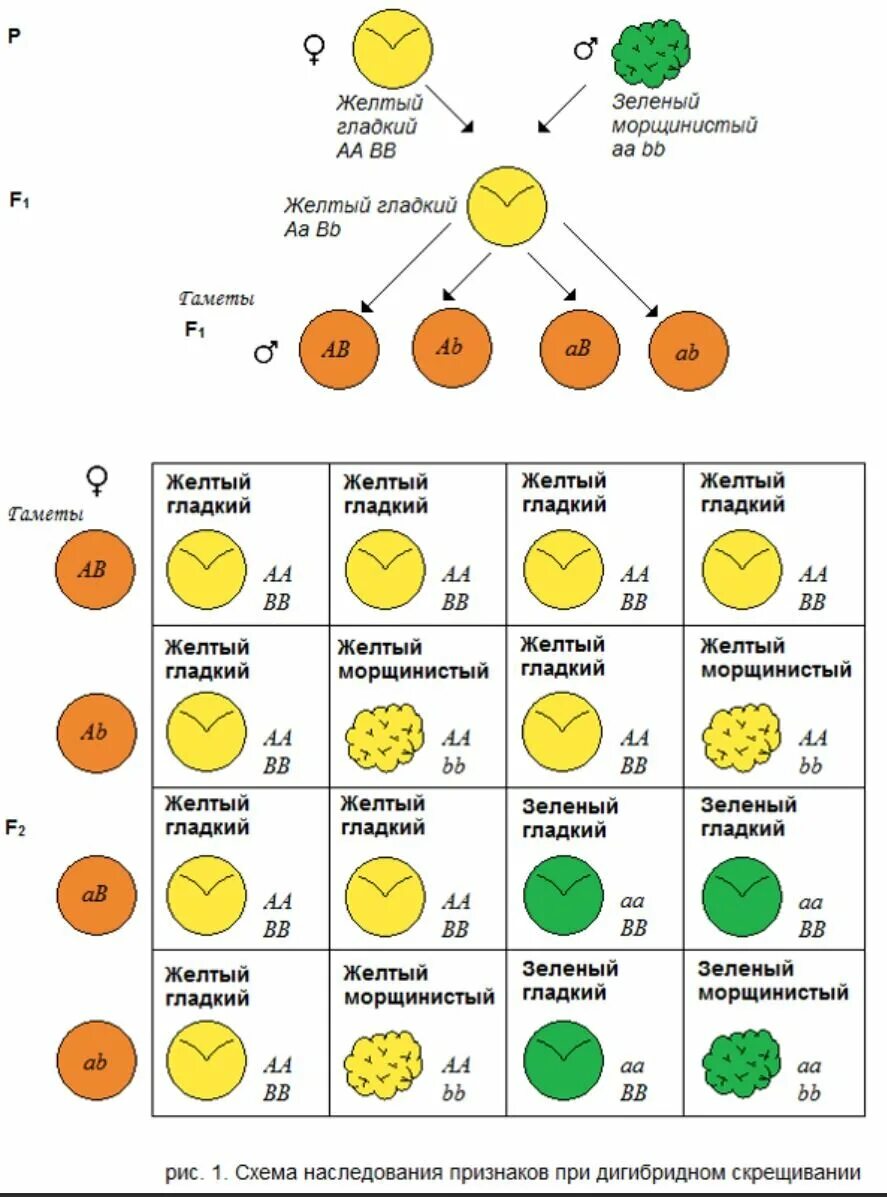 Гибридов первого поколения скрестили между собой. Дигибридное скрещивание схема. Схема дигибридного скрещивания. Схема дигибридного скрещивания гороха. Таблицы «моногибридное скрещивание» и «дигибридное скрещивание»..