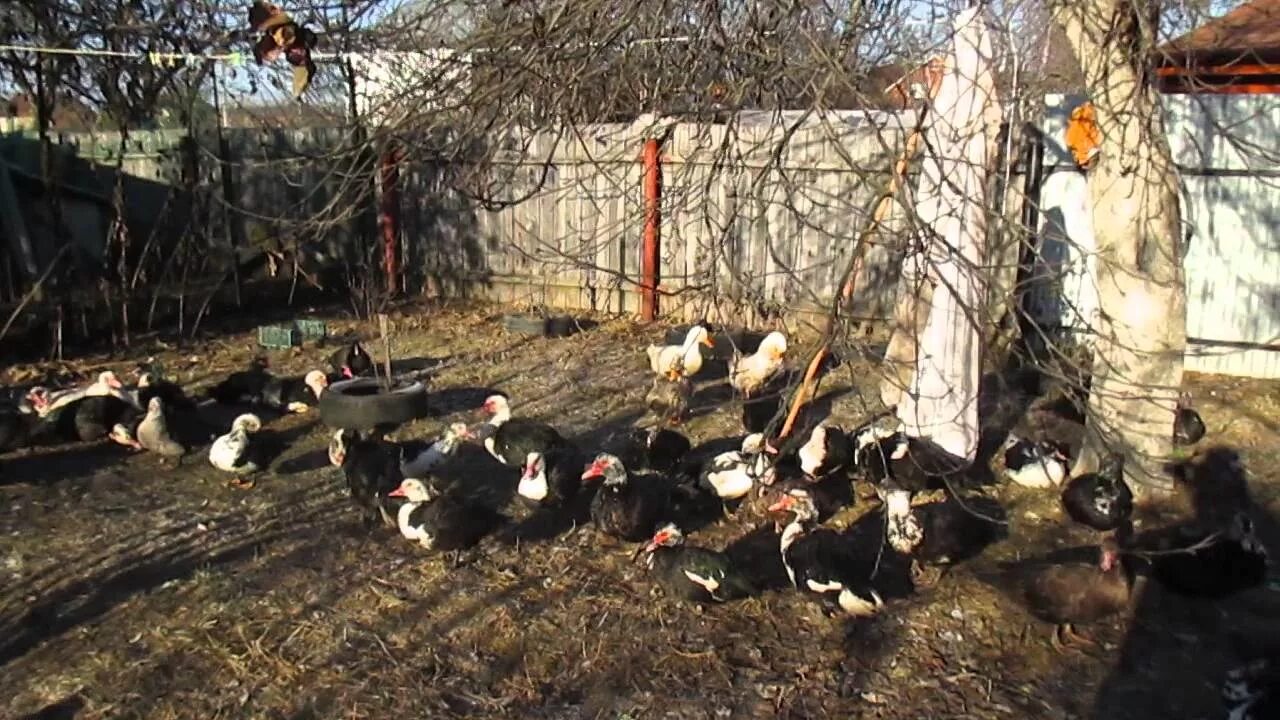 Содержание мускусных уток