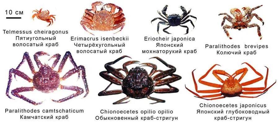Разновидности крабов. Все виды крабов и их названия. Разновидности ракообразных. Бывают виды крабов название. Краб какой вид
