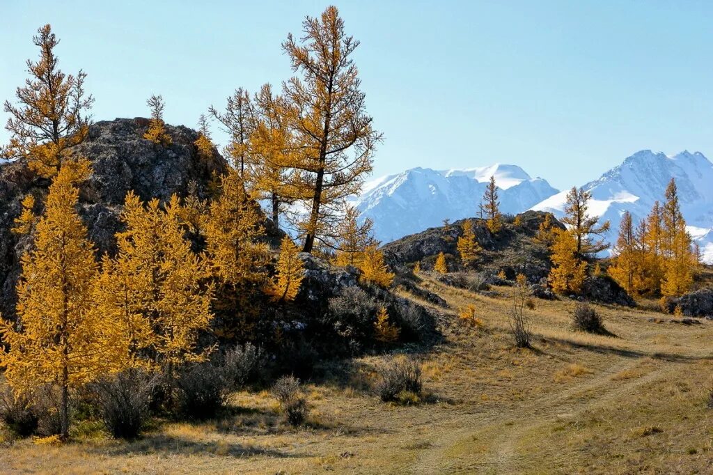 Алтайский три. Алтай осень зима фото. Фото лиственницы на Алтае осенью. Горный Алтай осень фотографии лиственницы склоны.