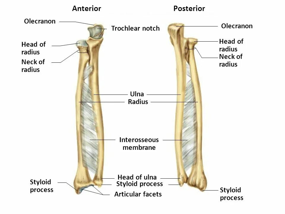 Olecranon латынь. Ulna radius латынь. olecranon анатомия. styloid process ulna. ulna anatomy.