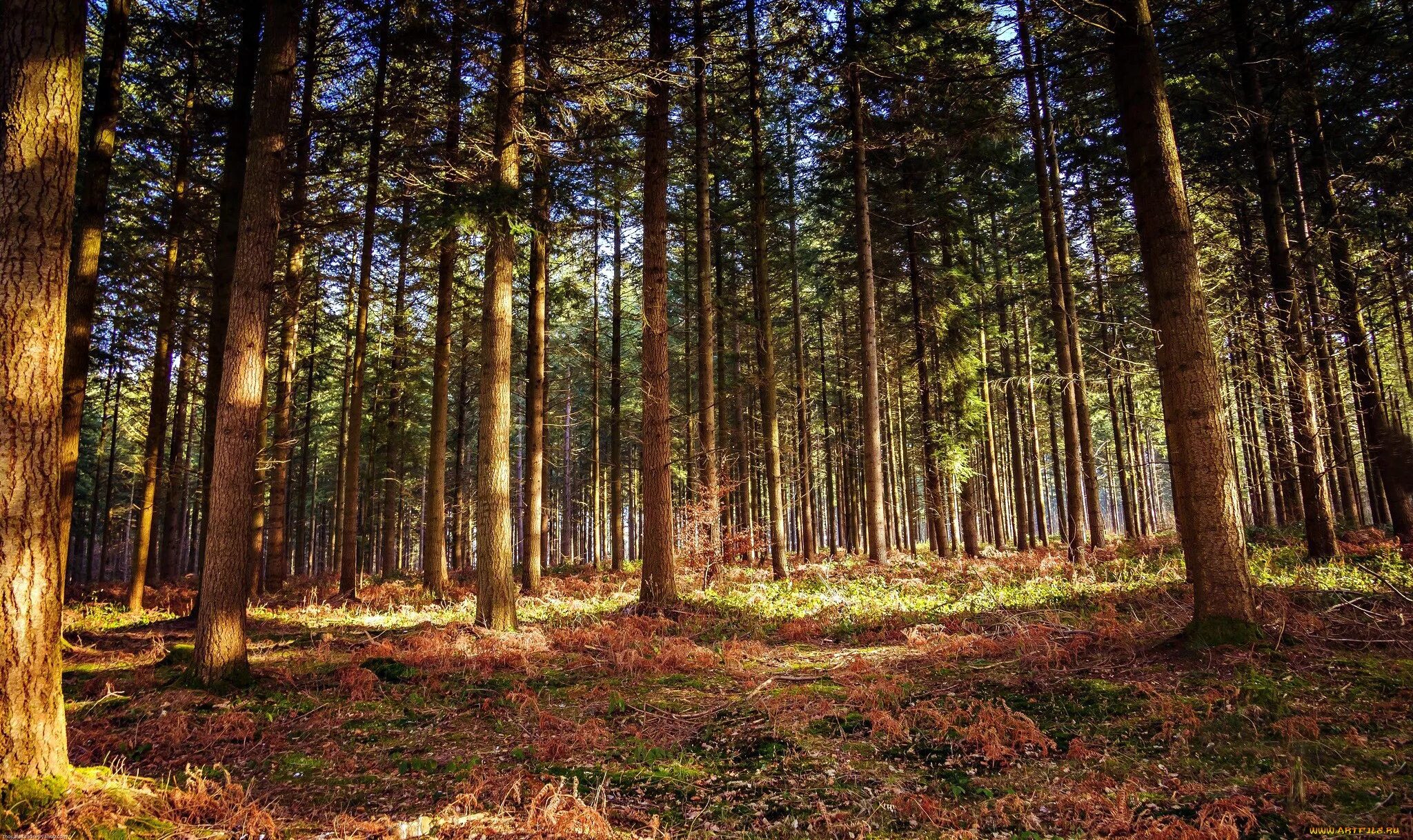 как хорошо в лесу.