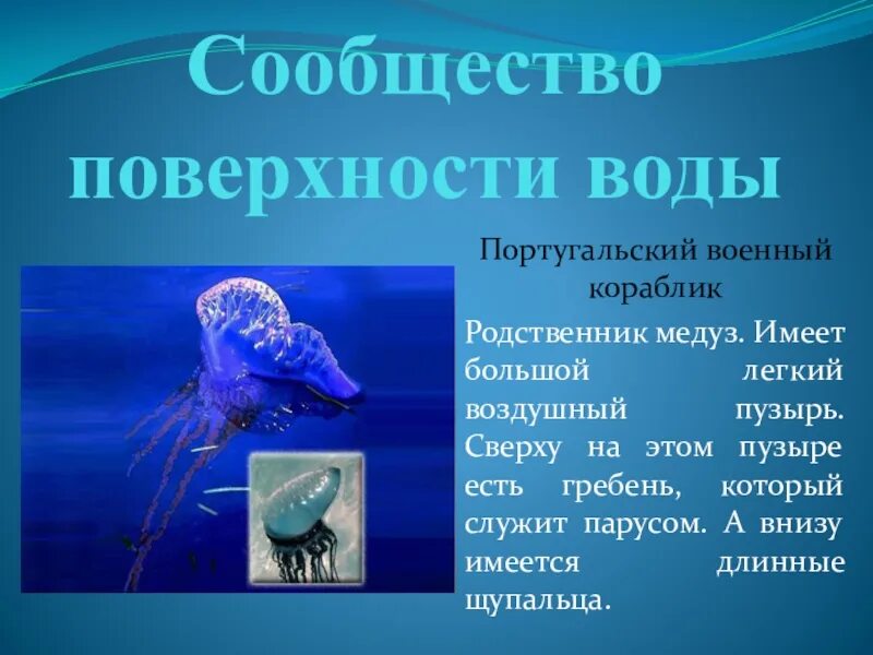 Сообщество поверхности воды. Обитатели поверхности воды. Сообщество поверхности воды обитатели. Обитатели поверхности воды в морях и океанах.