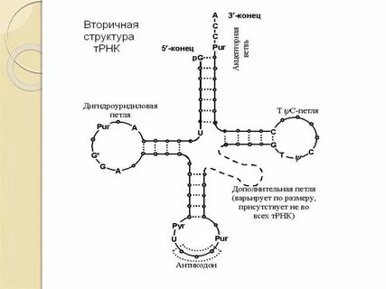 Т петля т рнк