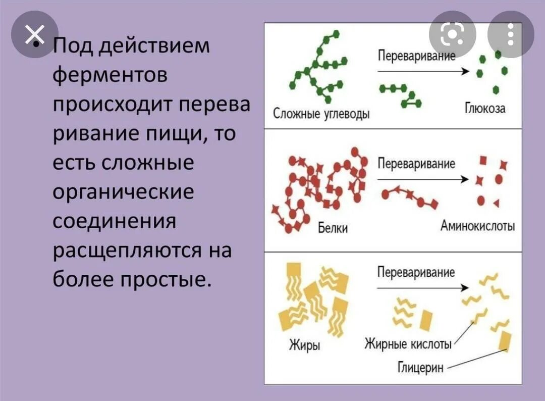 Какие вещества расщепляются ферментами