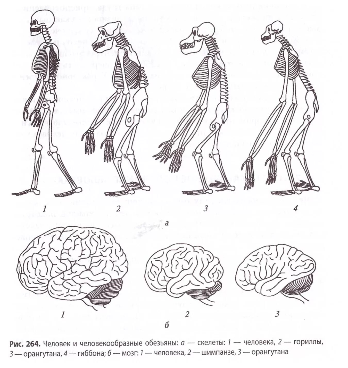 Мозг гориллы и человека. Сравнение скелета человека и человекообразной обезьяны. Строение мозга человекообразной обезьяны. Строение скелета человека и человекообразных обезьян. Эволюция человекообразных обезьян.