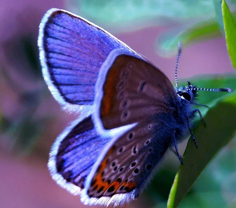 Бабочки голубянки чудесной. Бабочка голубянка. Голубянка римн. Бабочки голубянки. Бабочка голубянка голубая.