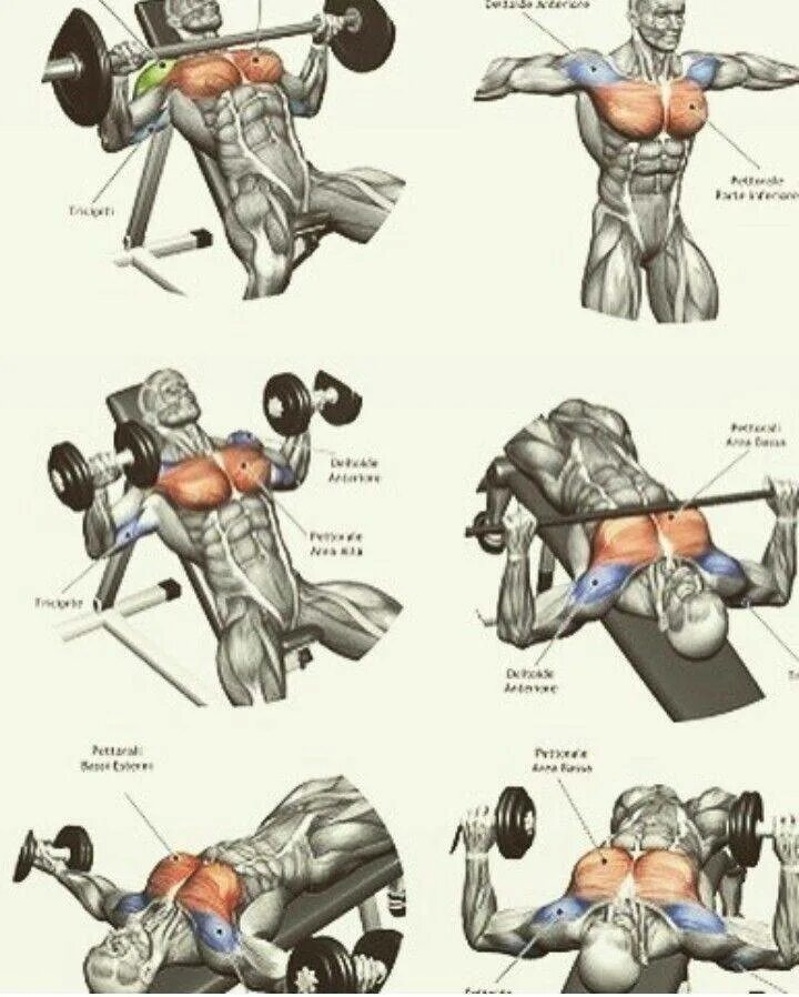 Упражнения для прокачки грудных мышц. Упражнения для развития мышц грудной клетки. Упражнения для тренировки грудных мышц в тренажёрном зале для. Базовые упражнения на грудные мышцы для мужчин. Упражнения на развитие грудных мышц