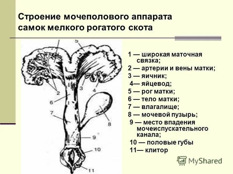 Женские половые органы животных. Строение мочеполового аппарата самок мелкого рогатого скота. Органы половой системы самки. Строение полового аппарата самки.