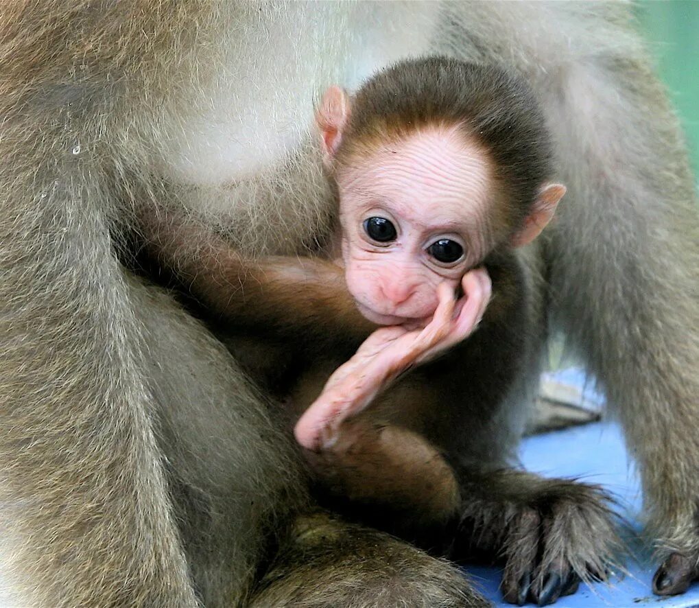 Обезьянка в китае. Обещьяная оспа симптомы. Обезьяний вирус симптомы. Оспа обезьян эпидемиология. Обезьянья рспа симртом.