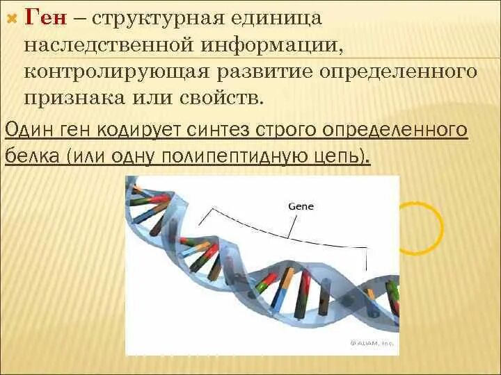 Ген это единица наследственной информации. Ген генетическая информация. Структурная единица наследственной информации. Ген структурная единица. 1 ген 1 полипептид