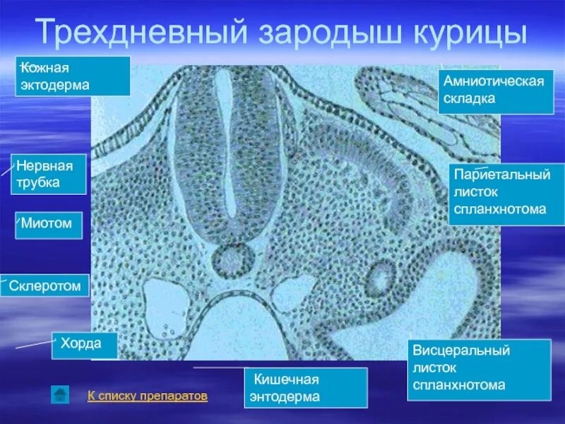 Соединительная ткань эктодерма. Трехдневный зародыш курицы. листки спланхнотома. висцеральный и париетальный листок спланхнотома. кожная эктодерма зародыша.